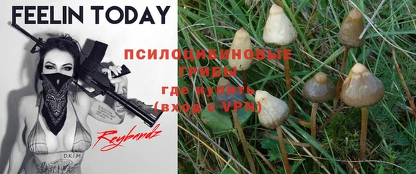 ПСИЛОЦИБИНОВЫЕ ГРИБЫ Инсар